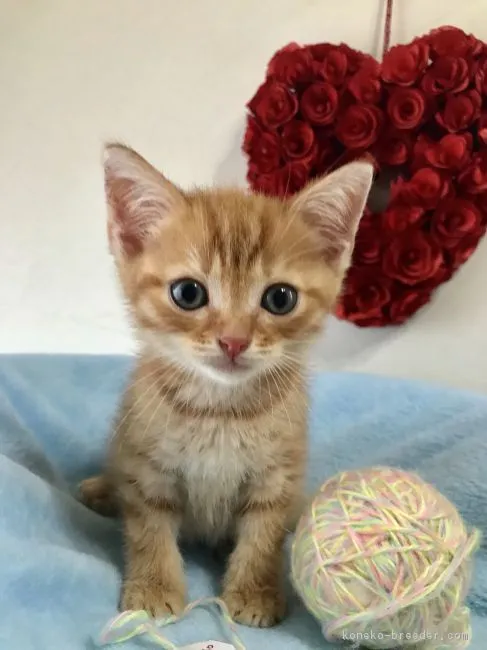 ID：1808-00818の子猫