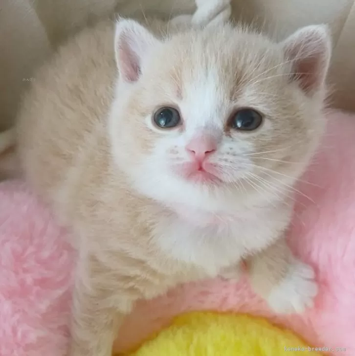 ID:2405-02372の子猫
