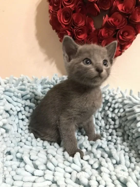 ID：1810-01506の子猫