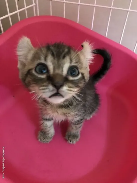 ID：1709-00091の子猫