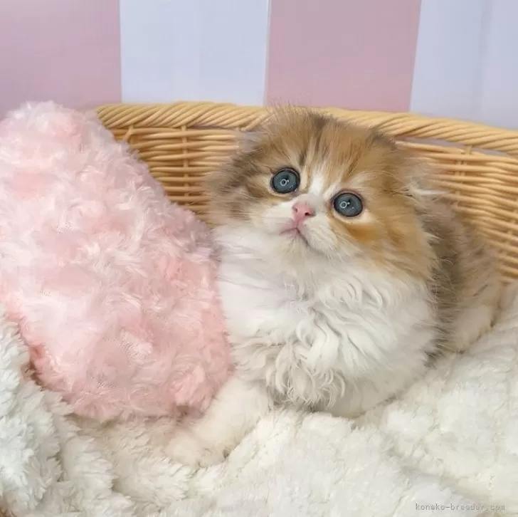 ID：2410-02335の子猫