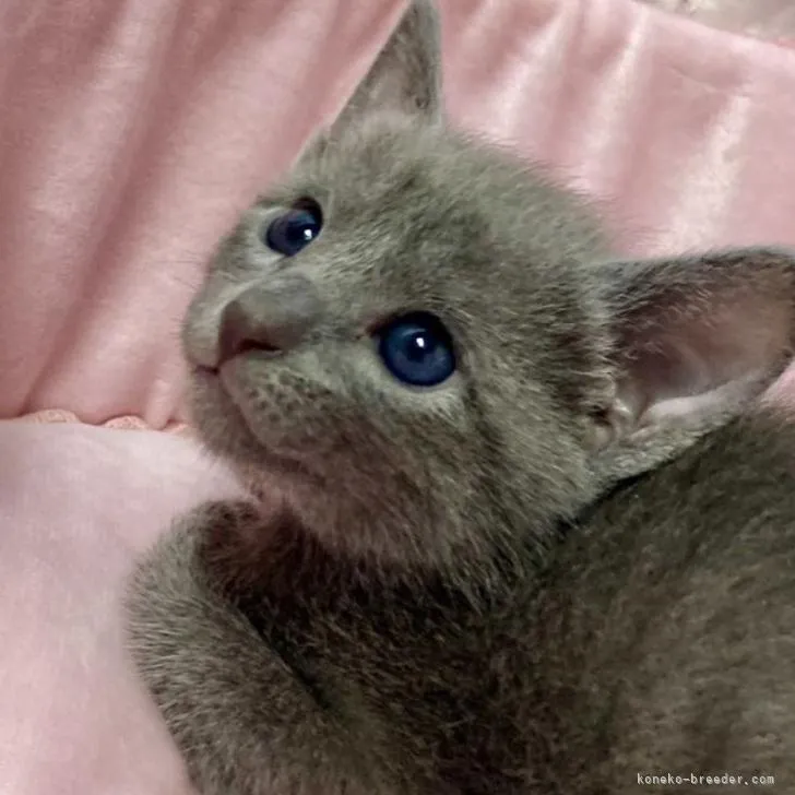ID：2210-02549の子猫