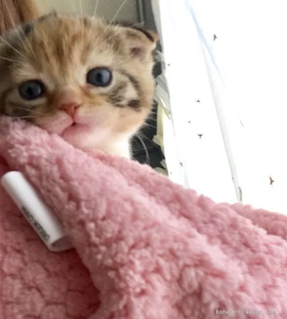 ID：2005-02402の子猫