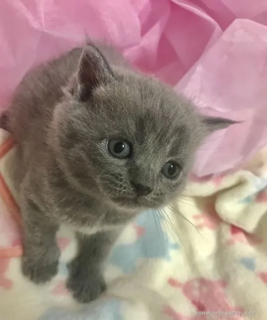 ID：2004-01059の子猫