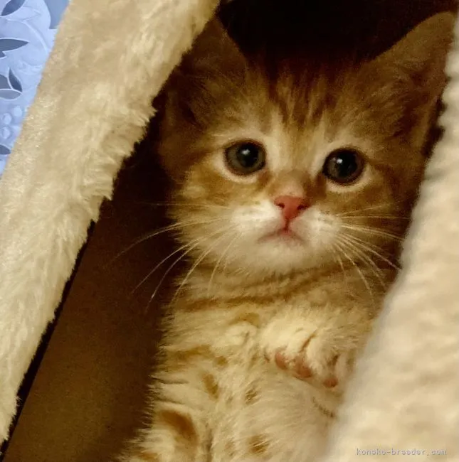 ID:2204-00266の子猫