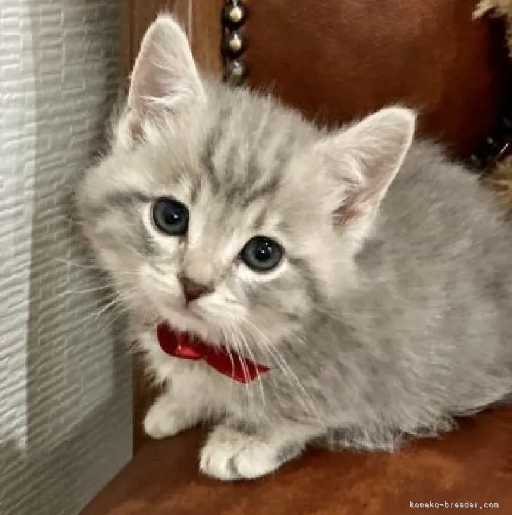 ID:2304-02966の子猫