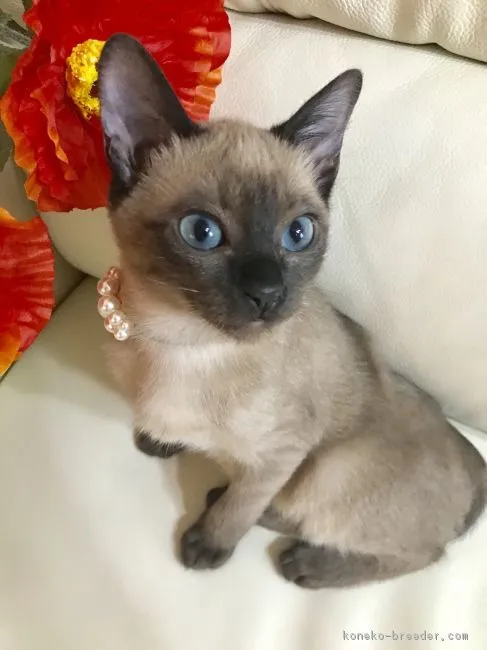 ID:1803-00343の子猫