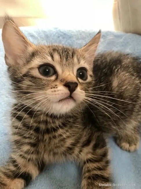 ID：1807-01463の子猫