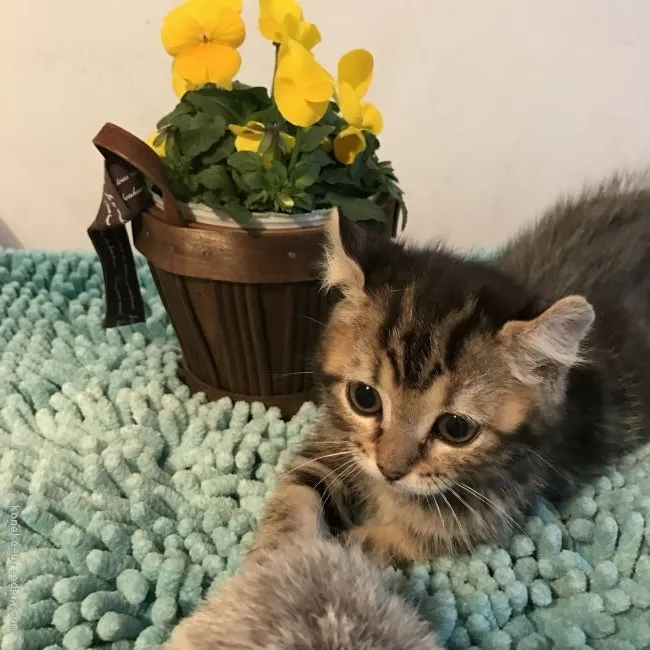 ID：1701-00620の子猫