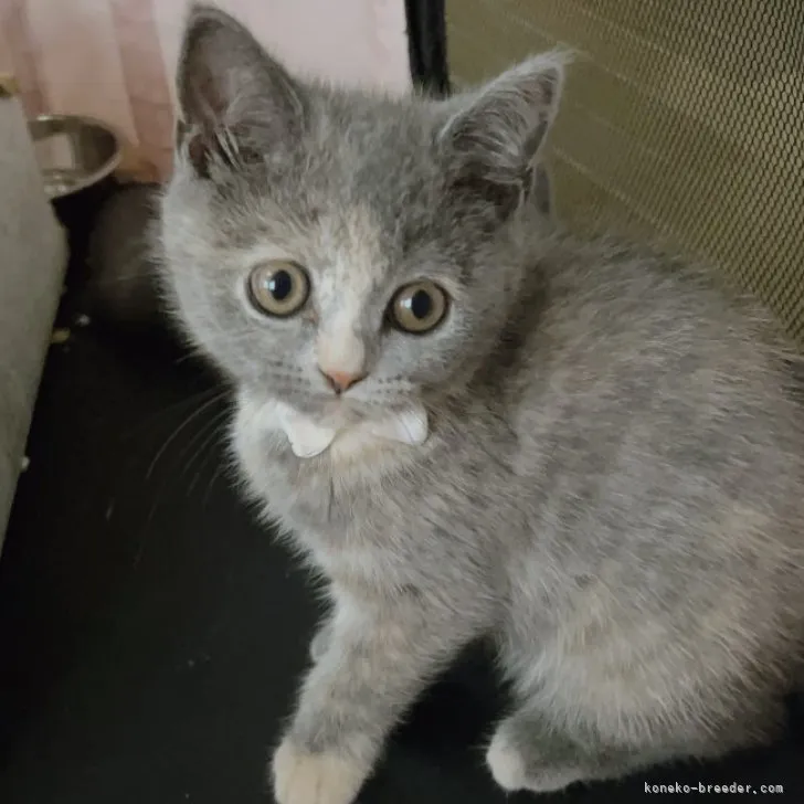 ID：2306-01743の子猫