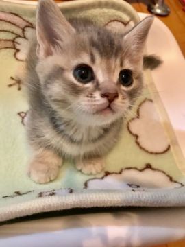 マンチカン×アメリカンカール【群馬県・男の子・2018年12月19日・ブルータビー】の写真「可愛いムチムチくん✨」