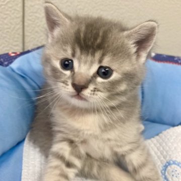 マンチカンカール【群馬県・女の子・2023年3月21日・ブルータビー】の写真「ぷくっと可愛い女の子💕」