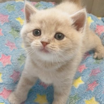 スコティッシュフォールド(立ち耳)【群馬県・男の子・2024年4月23日・クリーム】の写真「兄弟一のむちむちくん！とっても可愛いです😊🩷」