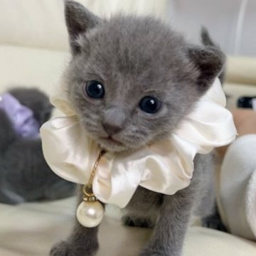ロシアンブルー✖️ブリティッシュショートヘア【群馬県・男の子・2024年4月14日・ブルー】の写真「おっとり可愛い男の子☺️オンライン見学も大歓迎🩷」
