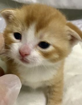 スコティッシュフォールド(折れ耳)【群馬県・男の子・2021年1月11日・レッドタビー&ホワイト】の写真「毛色の綺麗な元気いっぱいの男の子✨」