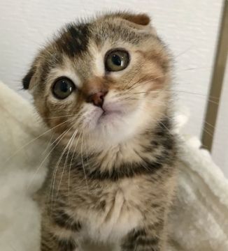 スコティッシュフォールド(折れ耳)【群馬県・女の子・2019年3月10日・ブラウンタビー】の写真「性格の良い可愛い女の子✨」