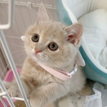 スコティッシュフォールド(立ち耳)【群馬県・女の子・2024年4月23日・クリーム&ホワイト】の写真「人懐こく可愛い子です😊🩷当日に連れて帰れます」