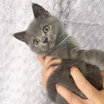 ブリティッシュショートヘア【群馬県・男の子・2023年5月21日・ブルー】の写真「ご見学と同時にお迎え可能です😊🩵」