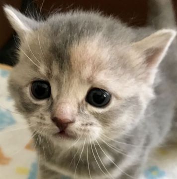 アメリカンカールミックスちゃん【群馬県・女の子・2021年3月12日・ブルークリーム】の写真「可愛いお目め💞柔らかな毛色の女の子💕」
