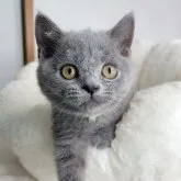 ブリティッシュショートヘア【群馬県・男の子・2023年5月21日・ブルー】の写真1