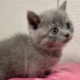 マンチカンミックス💞短足【群馬県・男の子・2023年2月19日・ブルー】の写真1「春の感謝価格🌸🌷」