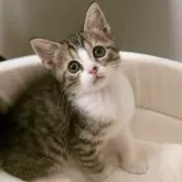 スコティッシュフォールド(立ち耳)【群馬県・男の子・2024年4月24日・ブラウンタビー&ホワイト】の写真1「人懐こくとっても可愛い子💕オンライン見学も大歓迎です☺️🍀」