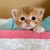 スコティッシュフォールド(立ち耳)【群馬県・女の子・2023年7月22日・レッドタビー&ホワイト】の写真1