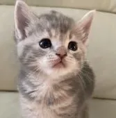 アメリカンカールミックスちゃん💕【群馬県・女の子・2021年9月5日・ブルーパッチドタビー】の写真1「ママ似の愛嬌の良い長女です💕」