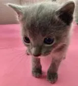 ロシアンブルー【群馬県・男の子・2022年3月27日・ブルー】の写真1「可愛らしい男の子💕」