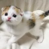スコティッシュフォールド(折れ耳)【群馬県・女の子・2024年4月24日・キャリコ】の写真1「愛嬌たっぷり人懐こい三毛猫ちゃん🩷動画もご覧ください🤲🏻」
