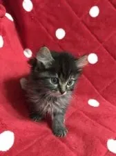 アメリカンカール【群馬県・男の子・2016年11月25日・ブルータビー】の写真1「ふわふわな男の子で可愛いです💕」