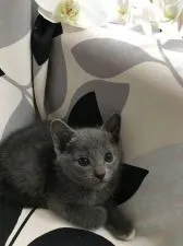 ロシアンブルー【群馬県・男の子・2017年4月12日・ブルー】の写真1