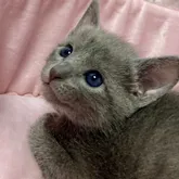 トンキニーズミックスくん✨【群馬県・男の子・2022年10月4日・ブルー】の写真1「ぼくに会いに来てね✨感謝価格✨」