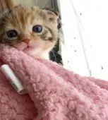 スコティッシュフォールド(折れ耳)【群馬県・女の子・2020年5月6日・キャリコ】の写真1「5/29撮影✨」