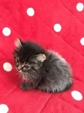 アメリカンカール【群馬県・男の子・2016年11月25日・ブルータビー】の写真2