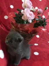 キンカロー【群馬県・女の子・2017年1月26日・ブルー】の写真2