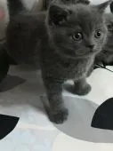 ブリティッシュショートヘア【群馬県・男の子・2017年3月19日・ブルー】の写真2