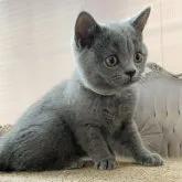 ブリティッシュショートヘア【群馬県・男の子・2023年5月21日・ブルー】の写真2