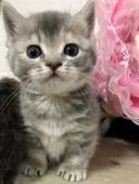 アメリカンカールミックスちゃん✨【群馬県・女の子・2020年10月22日・ブルーパッチドタビー】の写真2「11/26撮影」