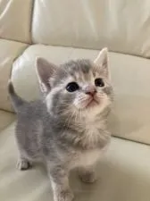 アメリカンカールミックスちゃん💕【群馬県・女の子・2021年9月5日・ブルーパッチドタビー】の写真2「10/5撮影✨」