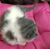 ブリティッシュショートヘア【群馬県・女の子・2020年9月6日・ブルー&ホワイト】の写真3「9/23撮影」