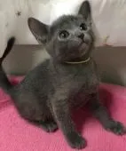 ロシアンミックスくん【群馬県・男の子・2020年9月28日・ブルー】の写真3「11/7撮影」