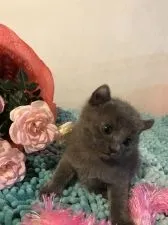 キンカロー【群馬県・女の子・2017年1月26日・ブルー】の写真3