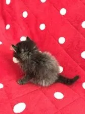 アメリカンカール【群馬県・男の子・2016年11月25日・ブルータビー】の写真3