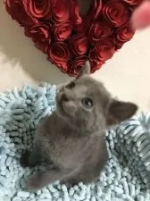 ロシアンブルー【群馬県・男の子・2018年9月17日・ブルー】の写真4「10/26撮影」