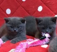 ブリティッシュショートヘア【群馬県・男の子・2017年3月19日・ブルー】の写真4