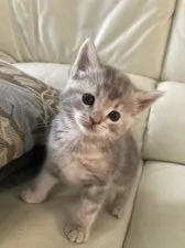 アメリカンカールミックスちゃん💕【群馬県・女の子・2021年9月5日・ブルーパッチドタビー】の写真4「10/1撮影✨」