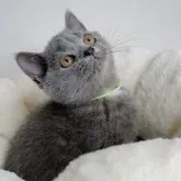 ブリティッシュショートヘア【群馬県・男の子・2023年5月21日・ブルー】の写真4