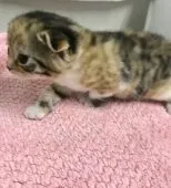 スコティッシュフォールド(折れ耳)【群馬県・女の子・2020年5月6日・キャリコ】の写真4「5/29撮影」