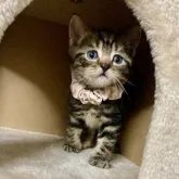 マンチカンミックスくん【群馬県・男の子・2023年2月10日・ブラウンタビー】の写真4「ちっちゃな頃✨」